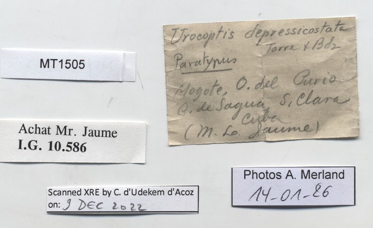 BE-RBINS-INV-MT-1505-Torrecoptis-depressicostata-pt-label.jpg