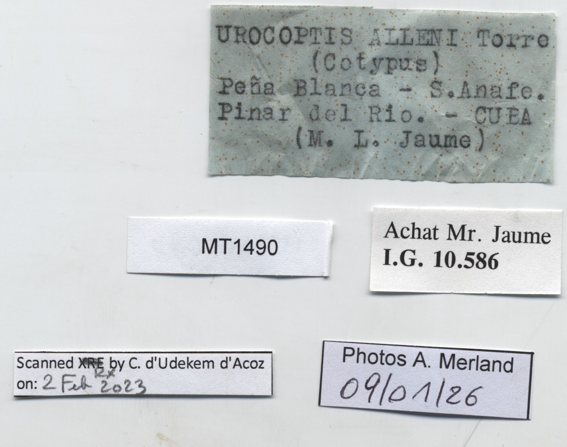 BE-RBINS-INV-MT-1490-Urocoptis-alleni-st-label.jpg