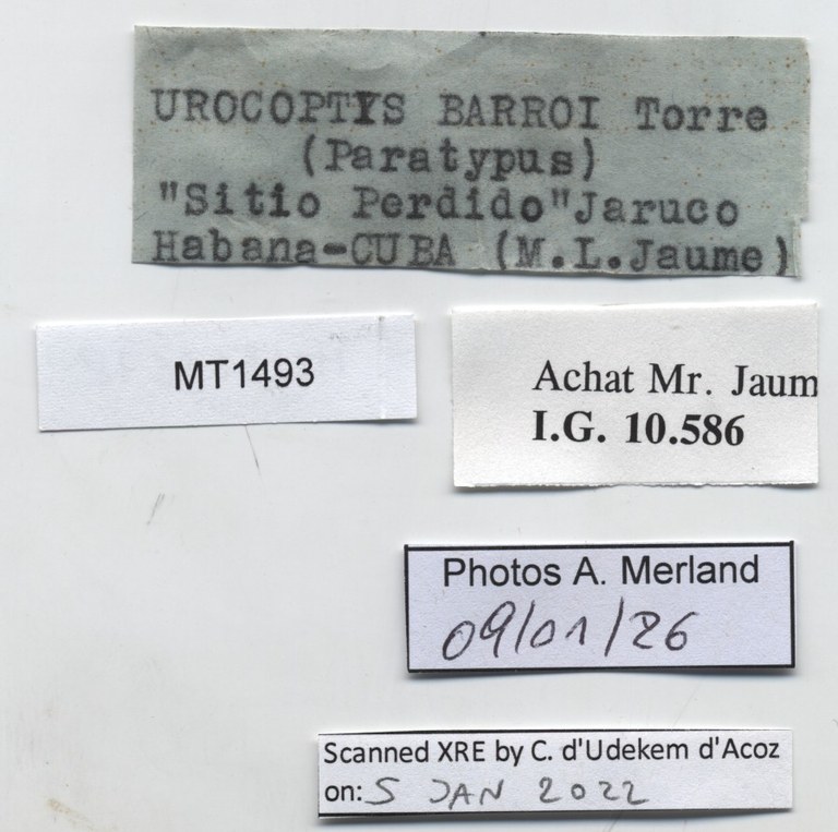 BE-RBINS-INV-MT-1493-Urocoptis-barroi-pt-label.jpg