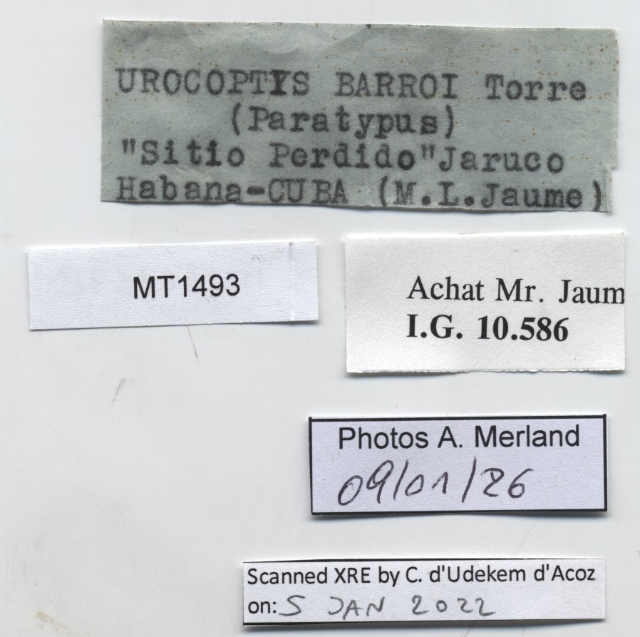 BE-RBINS-INV-MT-1493-Urocoptis-barroi-pt-label.jpg