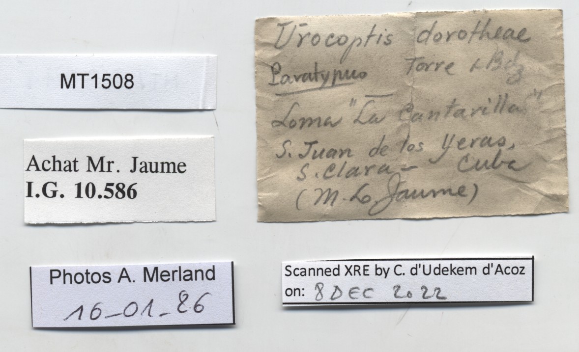 BE-RBINS-INV-MT-1508-Urocoptis-dorotheae-pt-label.jpg