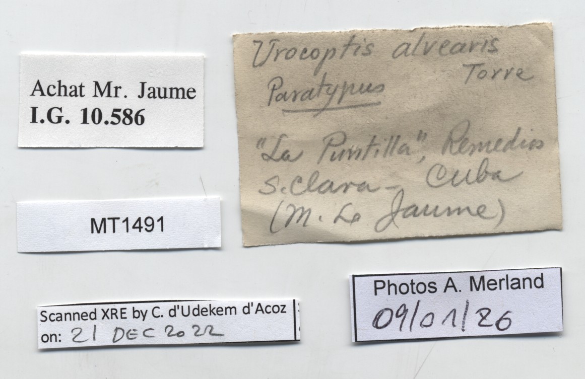 BE-RBINS-INV-MT-1491-Urocoptis-(Gongylostoma)-alvearis-pt-label.jpg