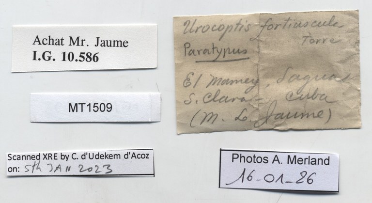 BE-RBINS-INV-MT-1509-Urocoptis-(Gongylostoma)-fortiuscula-pt-label.jpg