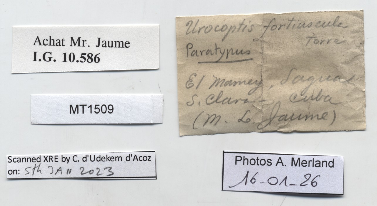 BE-RBINS-INV-MT-1509-Urocoptis-(Gongylostoma)-fortiuscula-pt-label.jpg