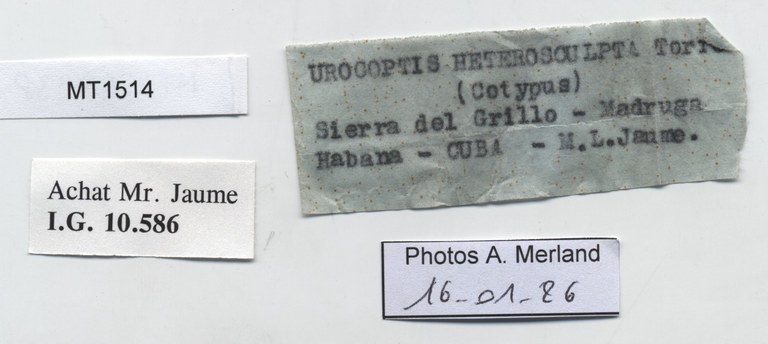 BE-RBINS-INV-MT-1514-Urocoptis-heterosculpta-st-label.jpg