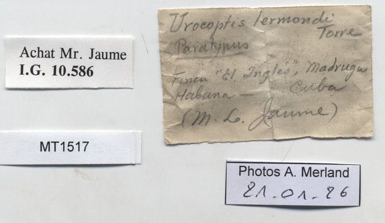 BE-RBINS-INV-MT-1517-Urocoptis-lermondi-pt-label.jpg