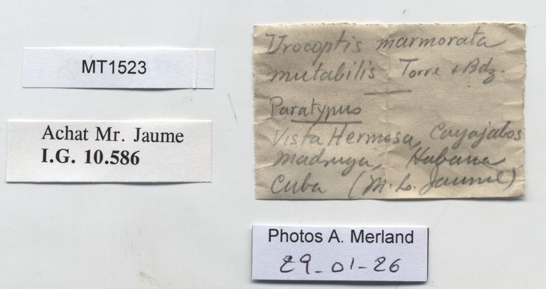 BE-RBINS-INV-MT-1523-Urocoptis-marmorata-mutabilis-pt-label.jpg
