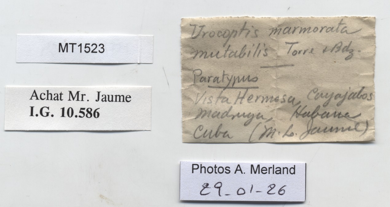 BE-RBINS-INV-MT-1523-Urocoptis-marmorata-mutabilis-pt-label.jpg