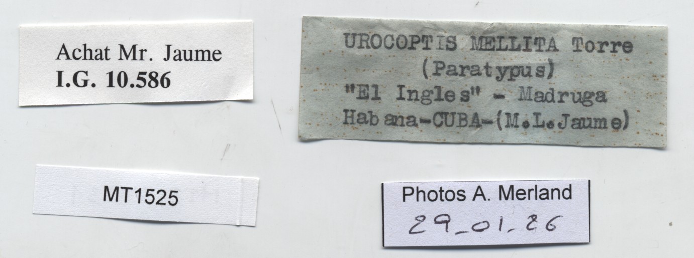 BE-RBINS-INV-MT-1525-Urocoptis-mellita-pt-label.jpg