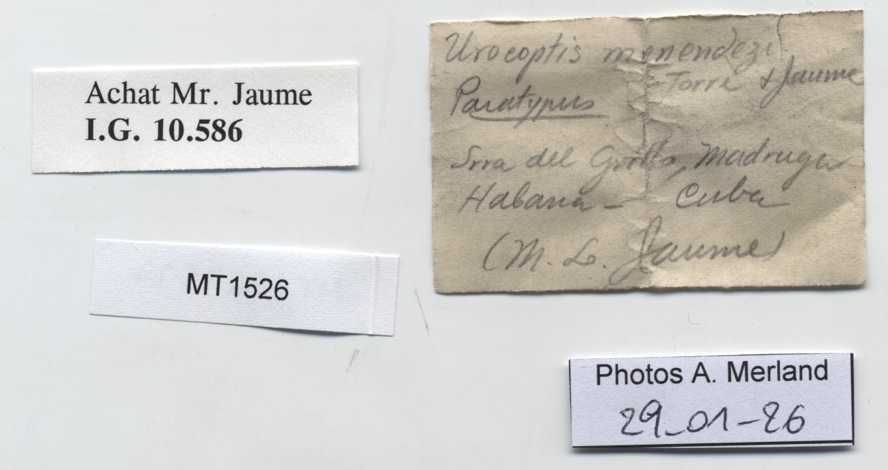 BE-RBINS-INV-MT-1526-Urocoptis-menendezi-pt-label.jpg