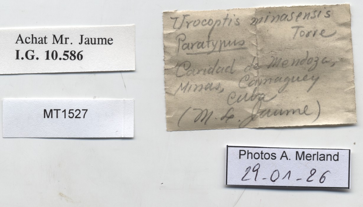 BE-RBINS-INV-MT-1527-Urocoptis-minasensis-pt-label.jpg