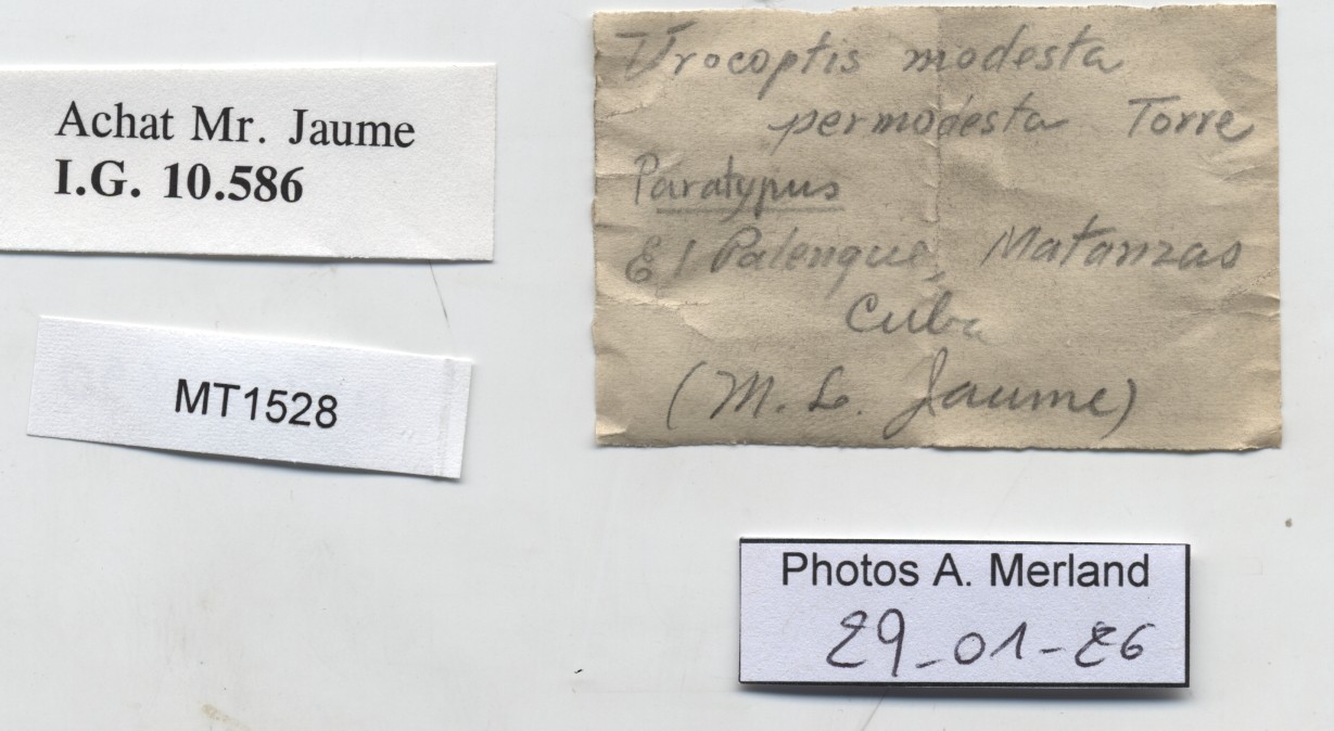 BE-RBINS-INV-MT-1528-Urocoptis-modesta-permodesta-pt-label.jpg
