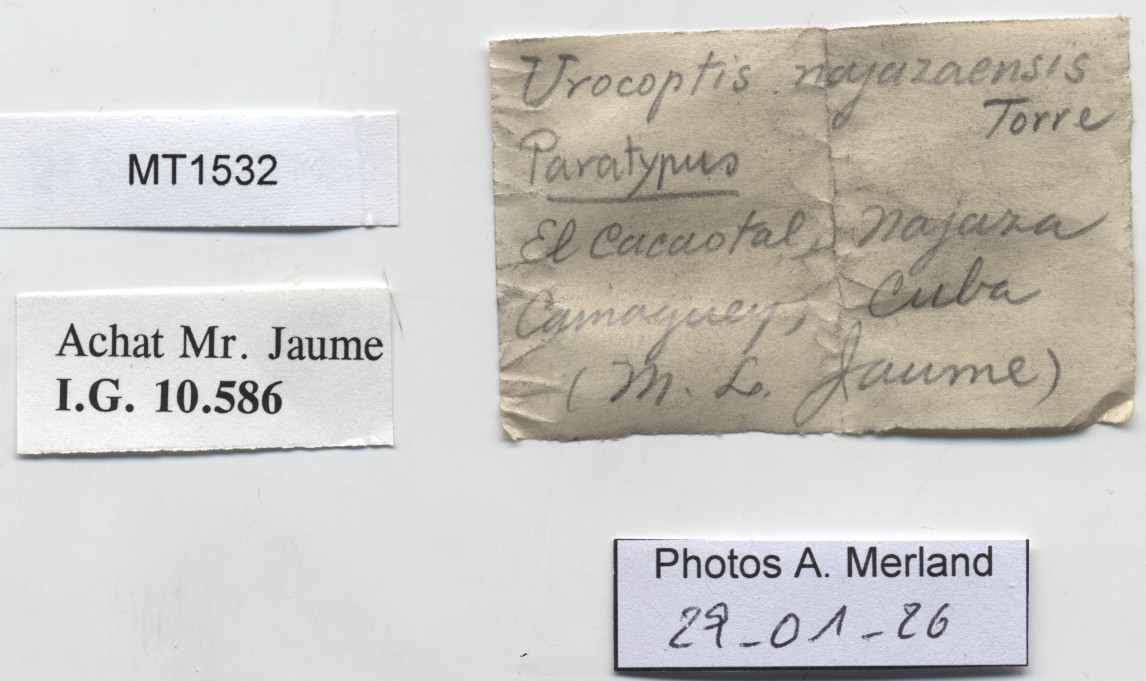 BE-RBINS-INV-MT-1532-Urocoptis-najazaensis-pt-label.jpg
