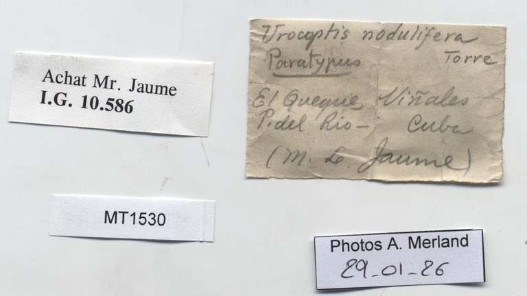 BE-RBINS-INV-MT-1530-Urocoptis-nodulifera-pt-label.jpg