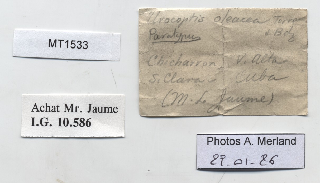BE-RBINS-INV-MT-1533-Urocoptis-oleacea-pt-label.jpg