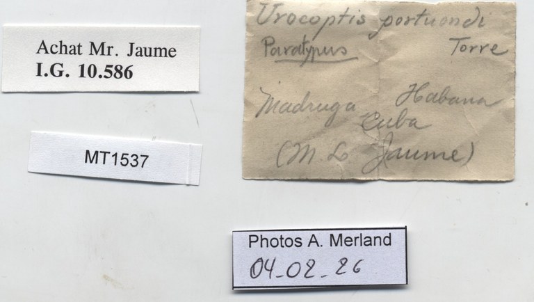 BE-RBINS-INV-MT-1537-Urocoptis-portuondi-pt-label.jpg