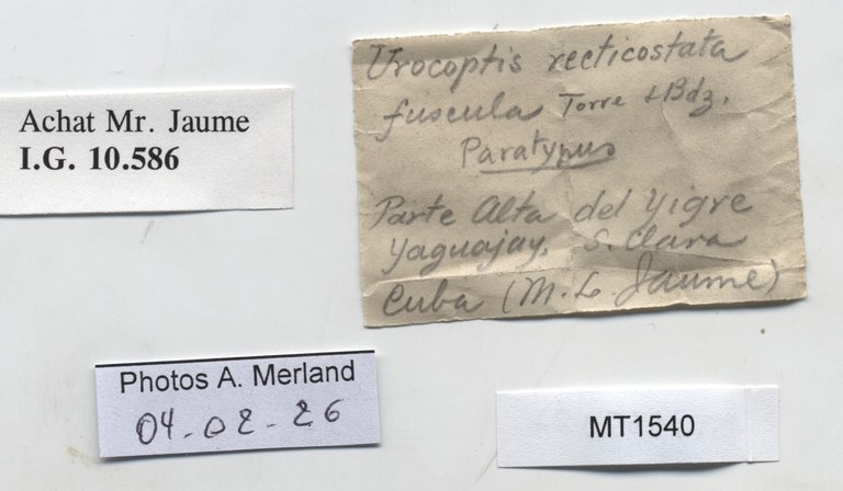 BE-RBINS-INV-MT-1540-Urocoptis-recticostata-fuscula-pt-label.jpg