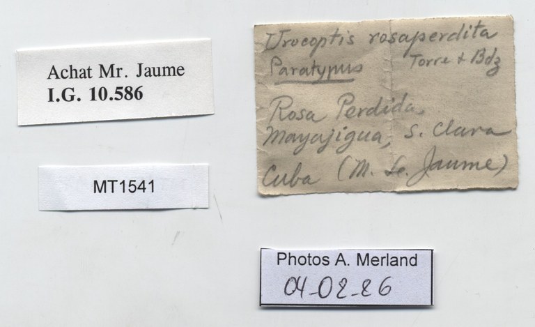BE-RBINS-INV-MT-1541-Urocoptis-rosaperdita-pt-label.jpg