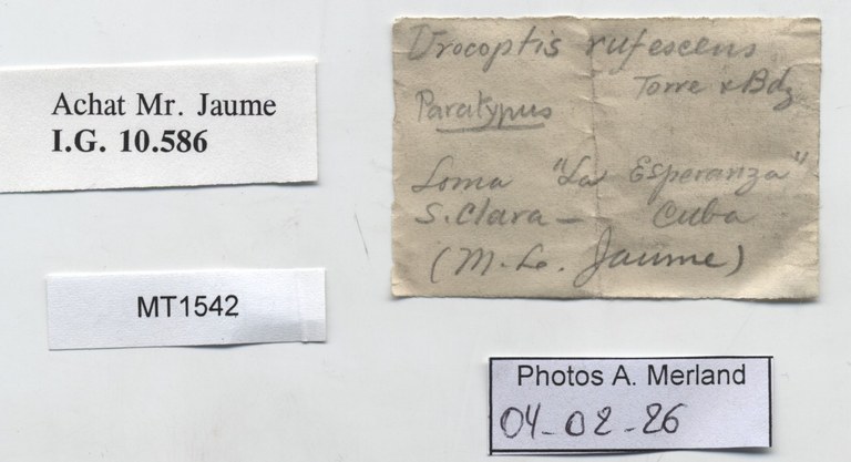 BE-RBINS-INV-MT-1542-Urocoptis-rufescens-pt-label.jpg