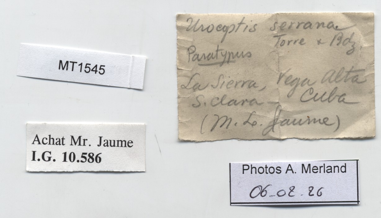BE-RBINS-INV-MT-1545-Urocoptis-serrana-pt-label.jpg