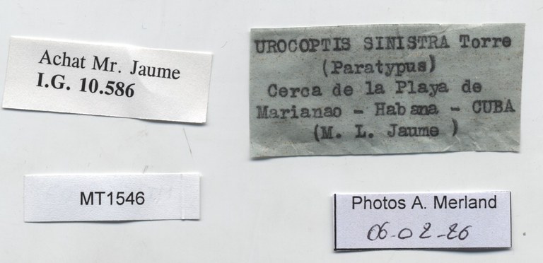 BE-RBINS-INV-MT-1546-Urocoptis-sinistra-pt-label.jpg