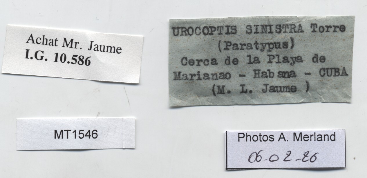BE-RBINS-INV-MT-1546-Urocoptis-sinistra-pt-label.jpg