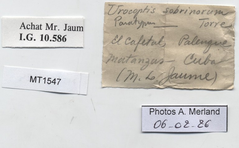 BE-RBINS-INV-MT-1547-Urocoptis-sobrinorum-pt-label.jpg