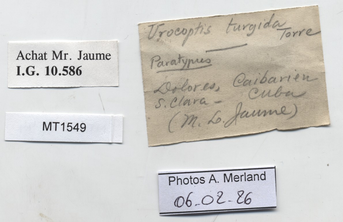 BE-RBINS-INV-MT-1549-Urocoptis-turgida-pt-label.jpg