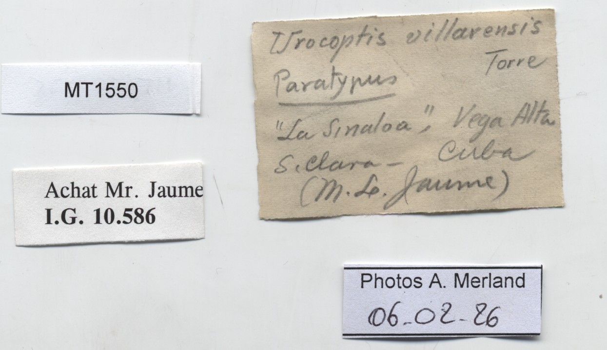 BE-RBINS-INV-MT-1550-Urocoptis-villarensis-pt-label.jpg