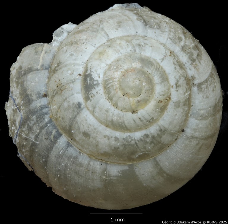 BE-RBINS-INV-MT-680-Zingis-knysaenis-type-DORSAL.jpg BE-RBINS-INV-MT-680-Zingis-knysaenis-type-DORSAL.jpg
