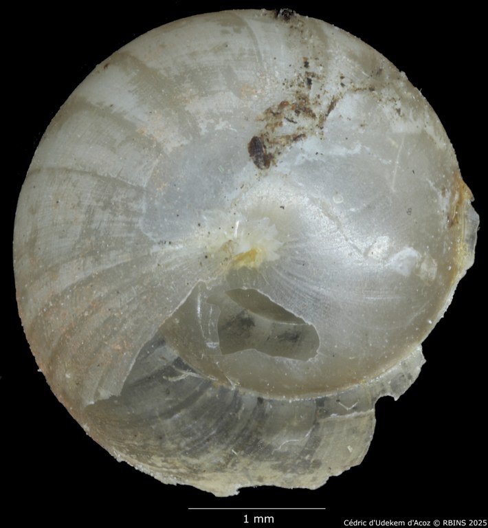 BE-RBINS-INV-MT-680-Zingis-knysaenis-type-VENTRAL.jpg BE-RBINS-INV-MT-680-Zingis-knysaenis-type-VENTRAL.jpg