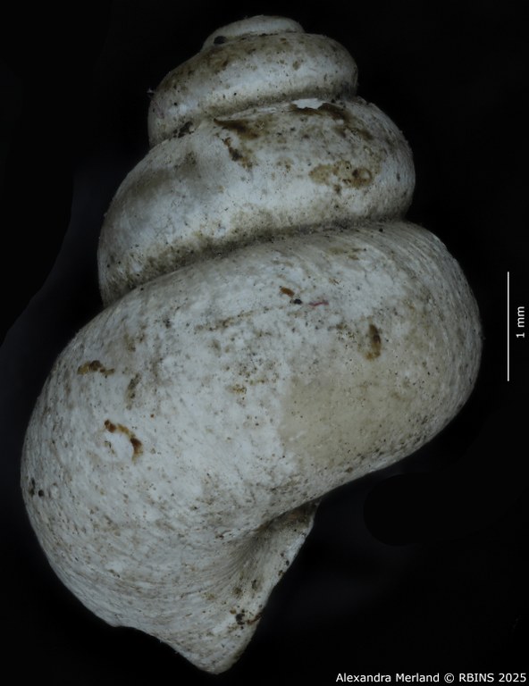 BE-RBINS-INV-MT-2041-Valvata-colbeaui-st-L2.jpg BE-RBINS-INV-MT-2041-Valvata-colbeaui-st-L2.jpg