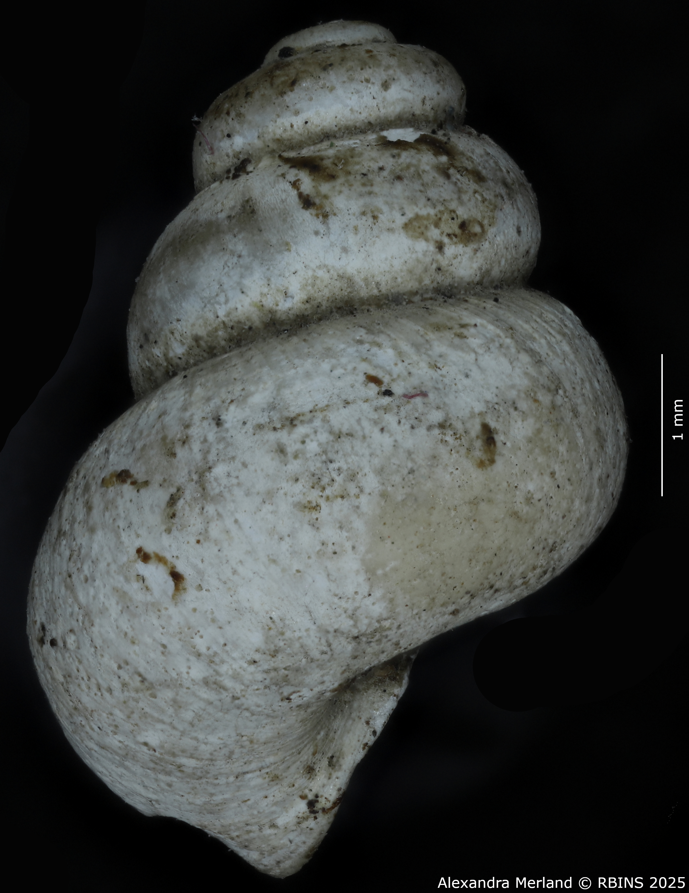 BE-RBINS-INV-MT-2041-Valvata-colbeaui-st-L2.jpg