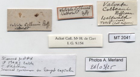 BE-RBINS-INV-MT-2041-Valvata-colbeaui-st-label.jpg BE-RBINS-INV-MT-2041-Valvata-colbeaui-st-label.jpg