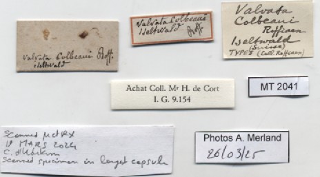 BE-RBINS-INV-MT-2041-Valvata-colbeaui-st-label.jpg