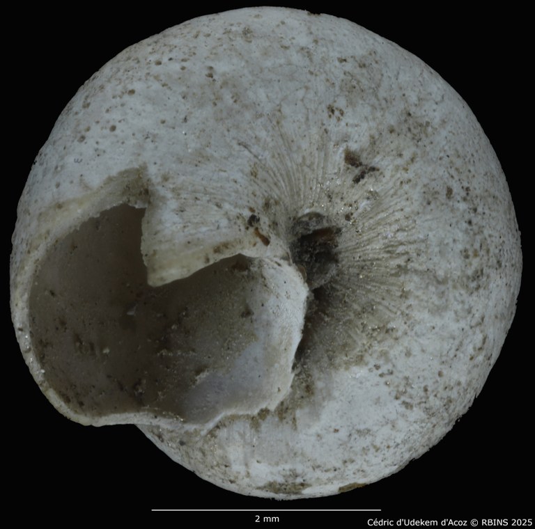 BE-RBINS-INV-MT-2041-Valvata-colbeaui-st-LARGE-BOTTOM.jpg BE-RBINS-INV-MT-2041-Valvata-colbeaui-st-LARGE-BOTTOM.jpg