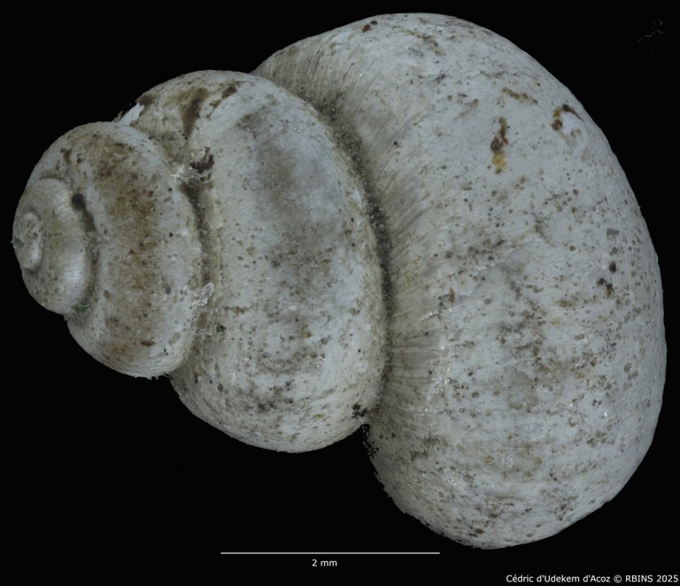 BE-RBINS-INV-MT-2041-Valvata-colbeaui-st-LARGE-DORSAL1.jpg BE-RBINS-INV-MT-2041-Valvata-colbeaui-st-LARGE-DORSAL1.jpg