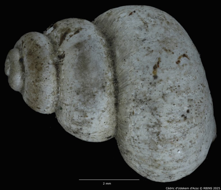 BE-RBINS-INV-MT-2041-Valvata-colbeaui-st-LARGE-DORSAL2.jpg BE-RBINS-INV-MT-2041-Valvata-colbeaui-st-LARGE-DORSAL2.jpg