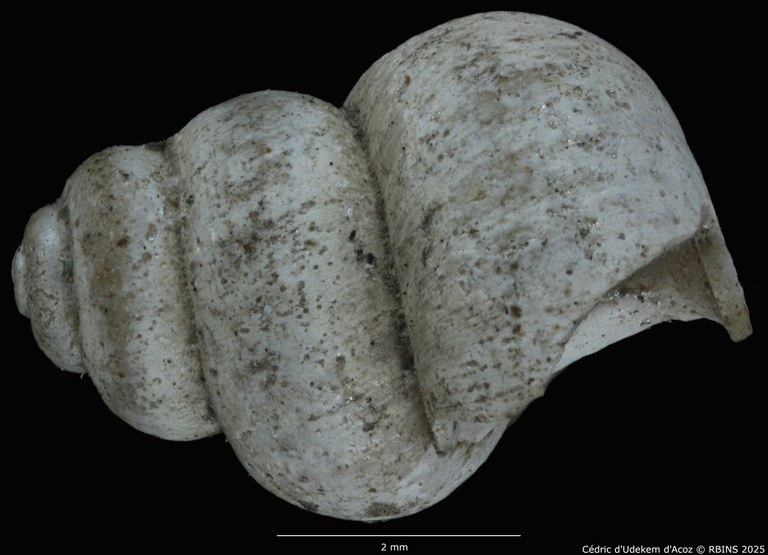 BE-RBINS-INV-MT-2041-Valvata-colbeaui-st-LARGE-LATERAL.jpg BE-RBINS-INV-MT-2041-Valvata-colbeaui-st-LARGE-LATERAL.jpg