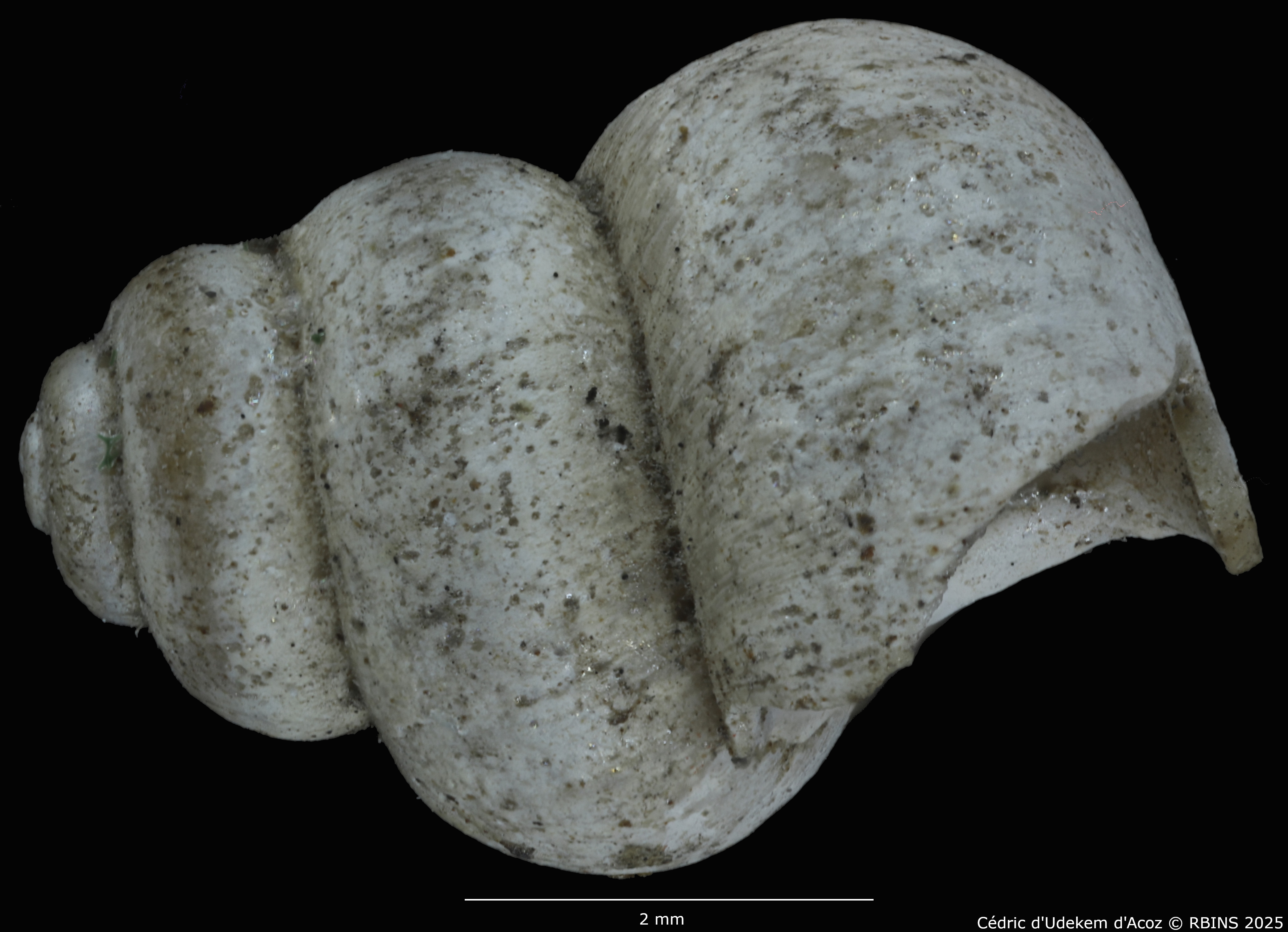 BE-RBINS-INV-MT-2041-Valvata-colbeaui-st-LARGE-LATERAL.jpg
