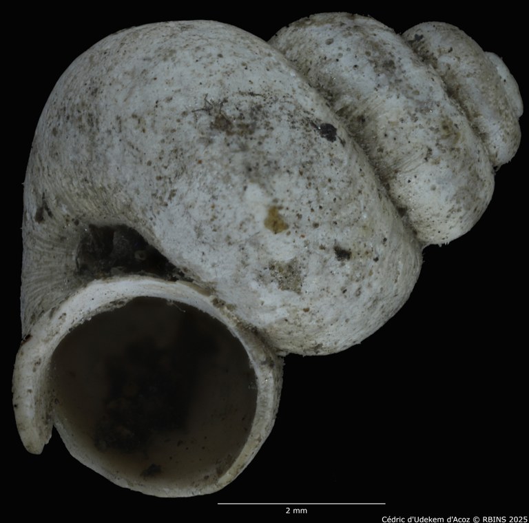 BE-RBINS-INV-MT-2041-Valvata-colbeaui-st-LARGE-ORAL.jpg BE-RBINS-INV-MT-2041-Valvata-colbeaui-st-LARGE-ORAL.jpg