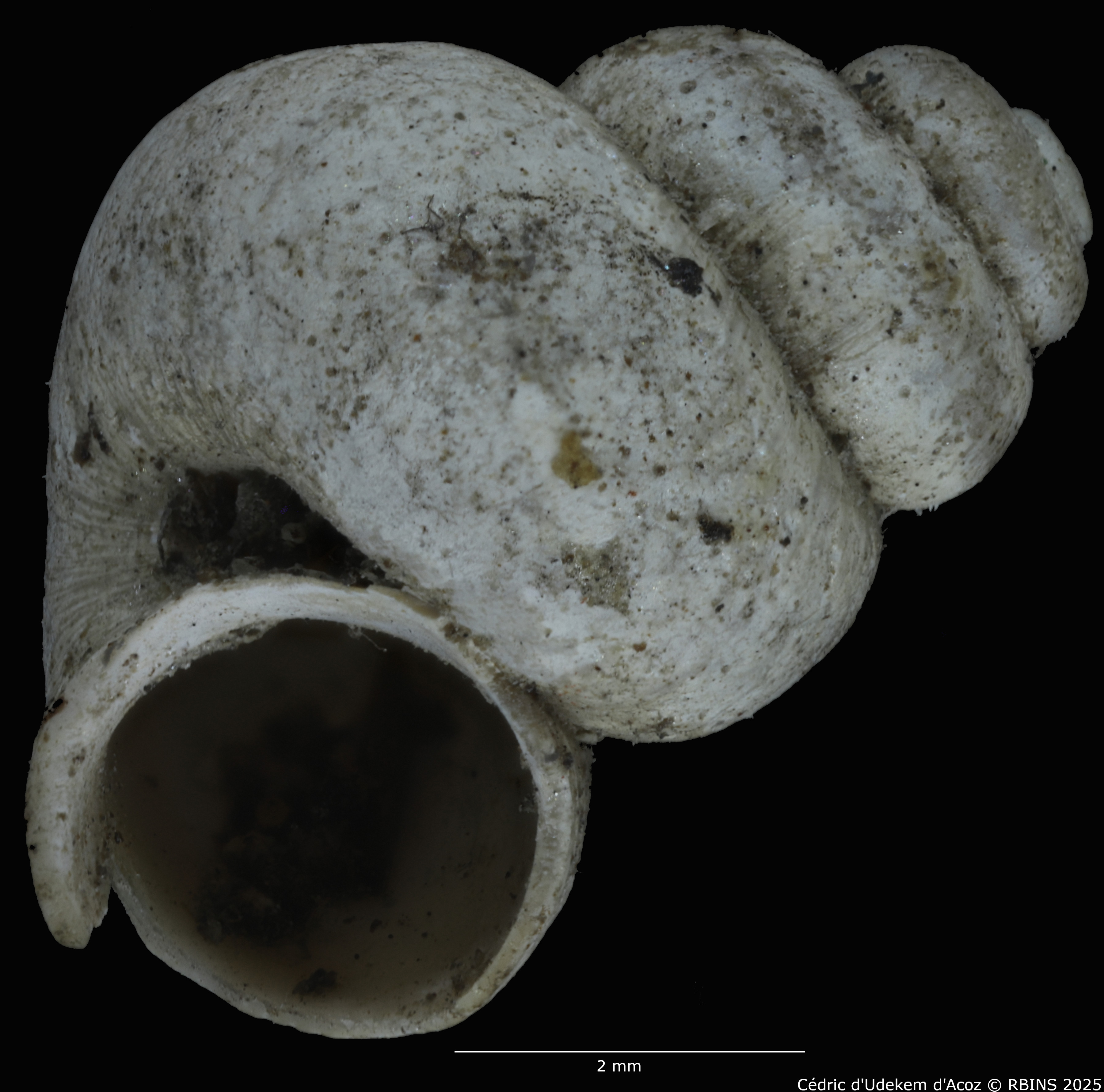 BE-RBINS-INV-MT-2041-Valvata-colbeaui-st-LARGE-ORAL.jpg