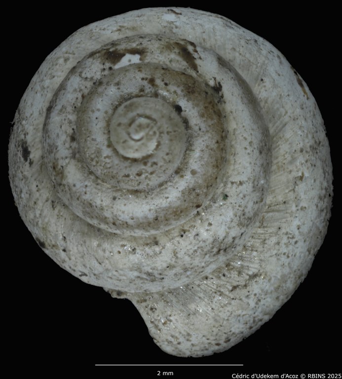 BE-RBINS-INV-MT-2041-Valvata-colbeaui-st-LARGE-TOP.jpg BE-RBINS-INV-MT-2041-Valvata-colbeaui-st-LARGE-TOP.jpg