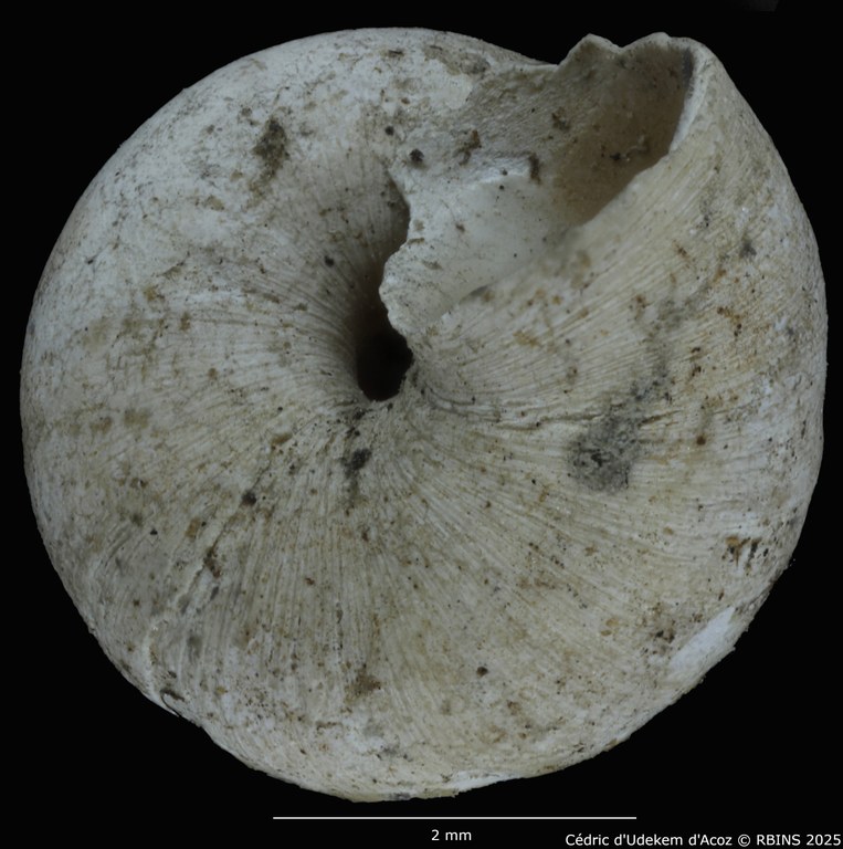 BE-RBINS-INV-MT-2041-Valvata-colbeaui-st-SMALL-BOTTOM.jpg BE-RBINS-INV-MT-2041-Valvata-colbeaui-st-SMALL-BOTTOM.jpg