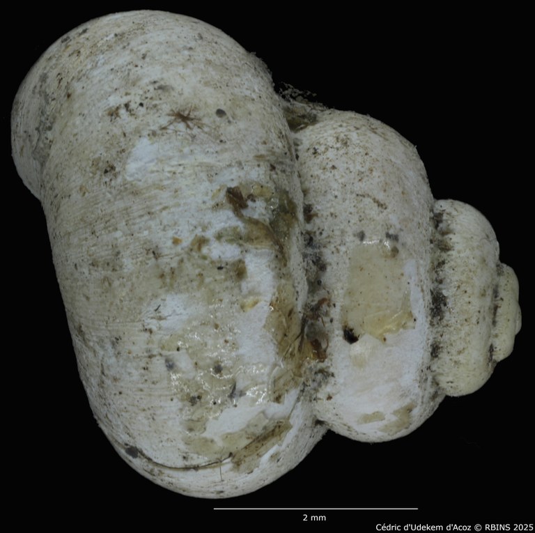 BE-RBINS-INV-MT-2041-Valvata-colbeaui-st-SMALL-DORSAL.jpg BE-RBINS-INV-MT-2041-Valvata-colbeaui-st-SMALL-DORSAL.jpg