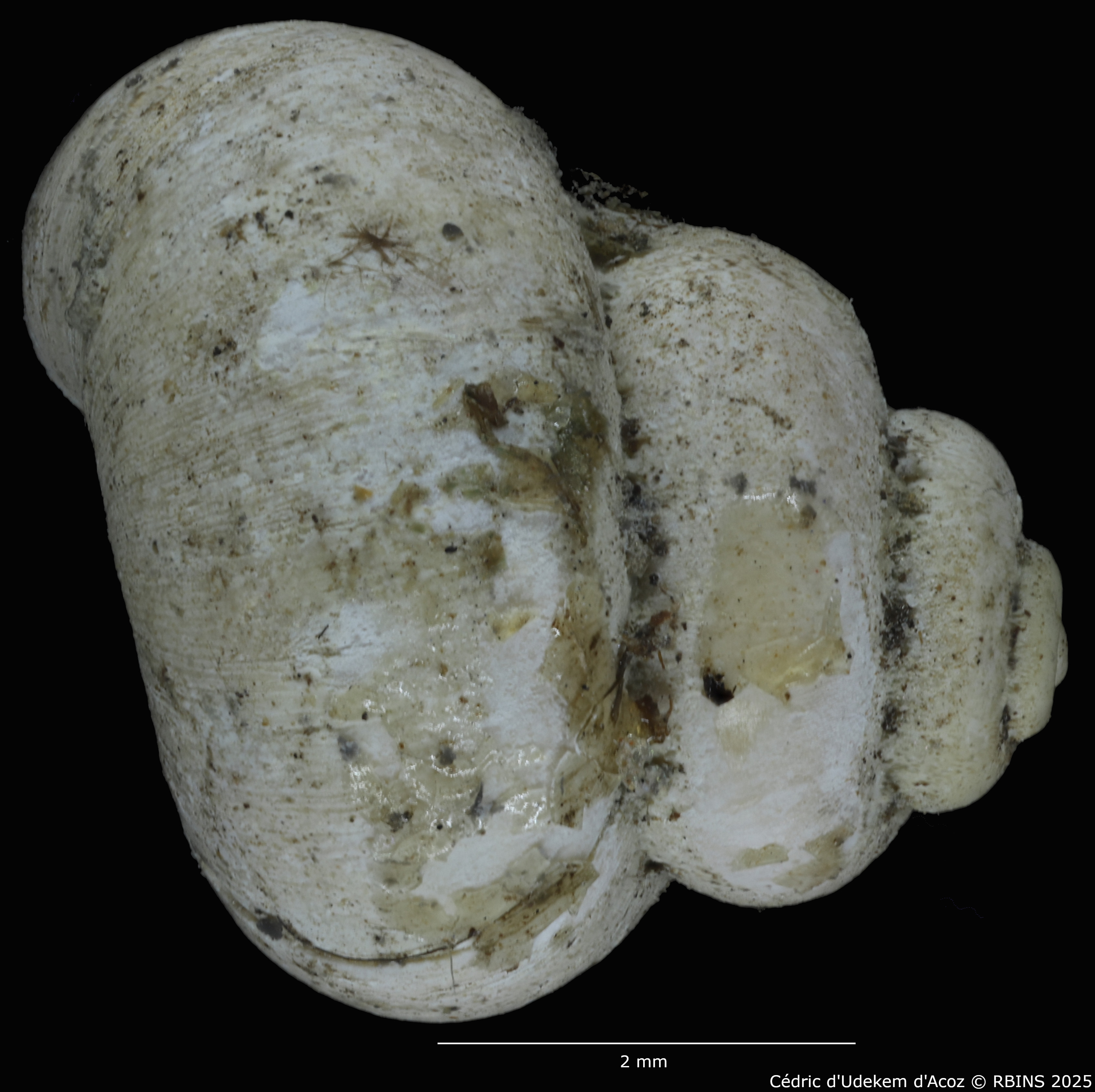 BE-RBINS-INV-MT-2041-Valvata-colbeaui-st-SMALL-DORSAL.jpg
