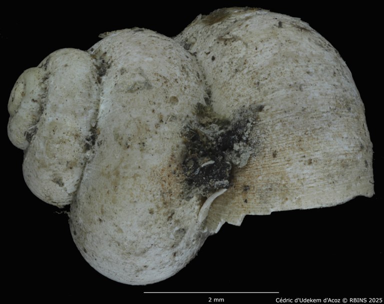 BE-RBINS-INV-MT-2041-Valvata-colbeaui-st-SMALL-LATERAL.jpg BE-RBINS-INV-MT-2041-Valvata-colbeaui-st-SMALL-LATERAL.jpg