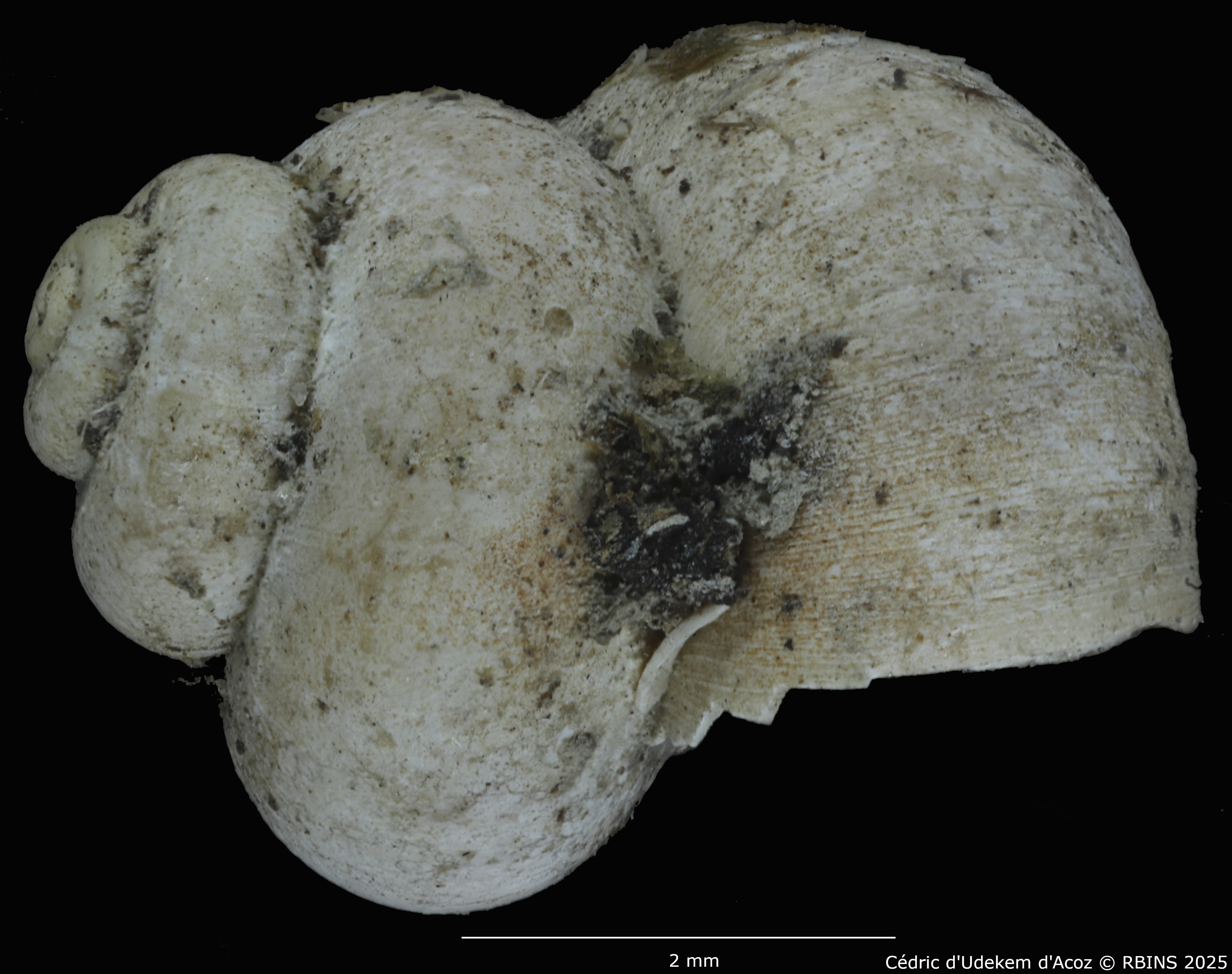 BE-RBINS-INV-MT-2041-Valvata-colbeaui-st-SMALL-LATERAL.jpg
