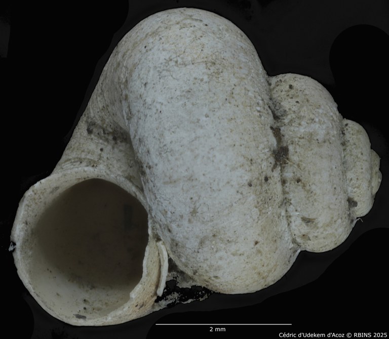 BE-RBINS-INV-MT-2041-Valvata-colbeaui-st-SMALL-ORAL.jpg BE-RBINS-INV-MT-2041-Valvata-colbeaui-st-SMALL-ORAL.jpg