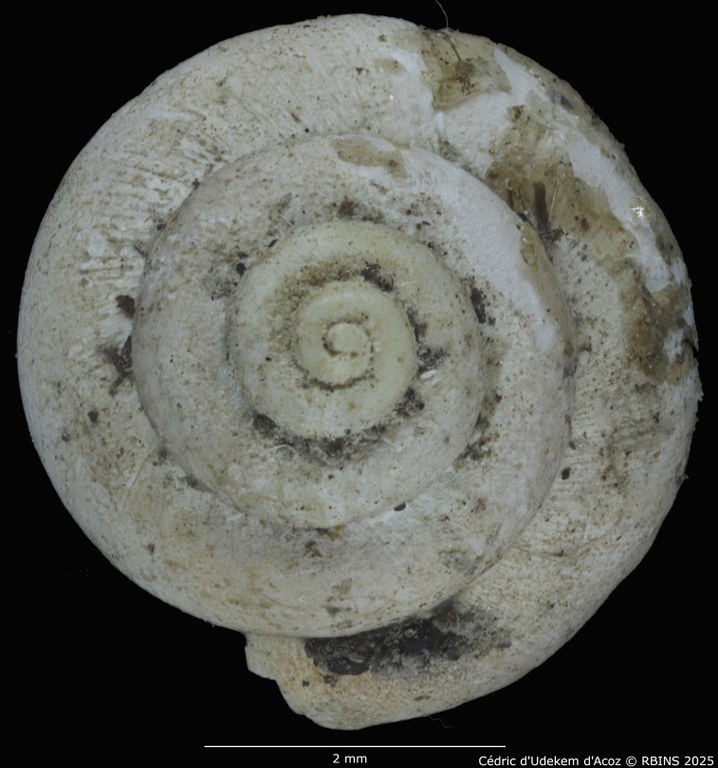 BE-RBINS-INV-MT-2041-Valvata-colbeaui-st-SMALL-TOP.jpg BE-RBINS-INV-MT-2041-Valvata-colbeaui-st-SMALL-TOP.jpg